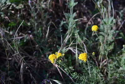 DSC_2052 (Large).JPG